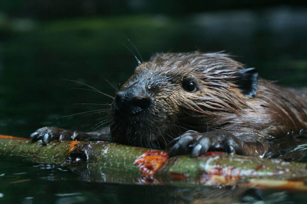 cute beaver