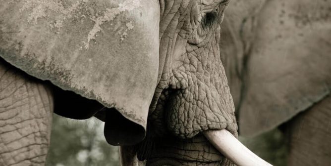 Celebrating the Past Shouldn’t Include Abusing Elephants Today
