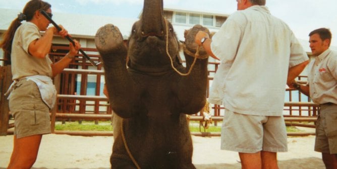 These 15 Videos Were Voted the Saddest PETA Animal Videos Ever