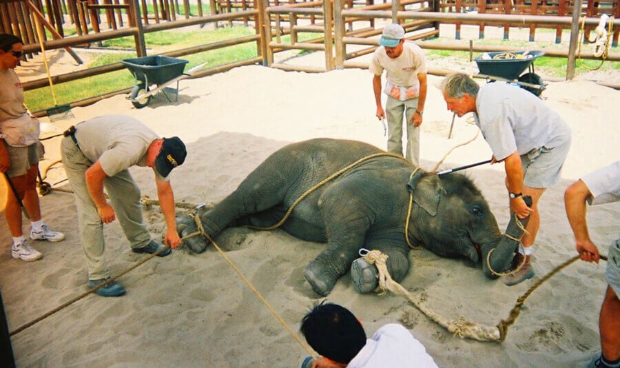 12 Things Ringling Doesn't Want You to Know | PETA