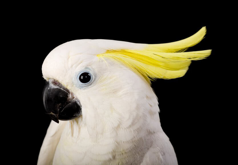 Cockatoo