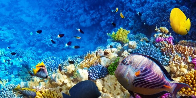 Coral and fish in the Red Sea. Egypt