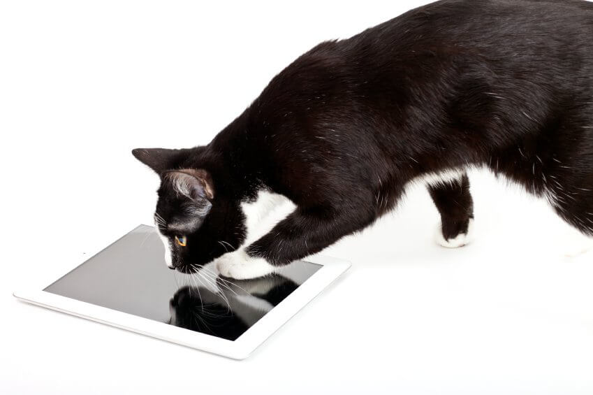 Cat with Touchscreen