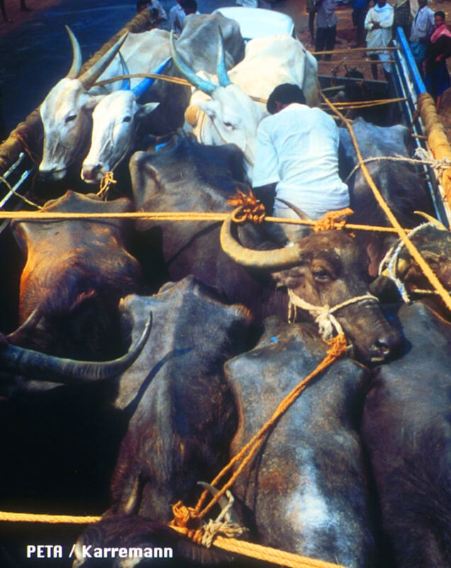 14 Things the Leather Industry Doesn't Want You to See | PETA 14 Things the Leather Industry Doesn't Want You to See | PETA