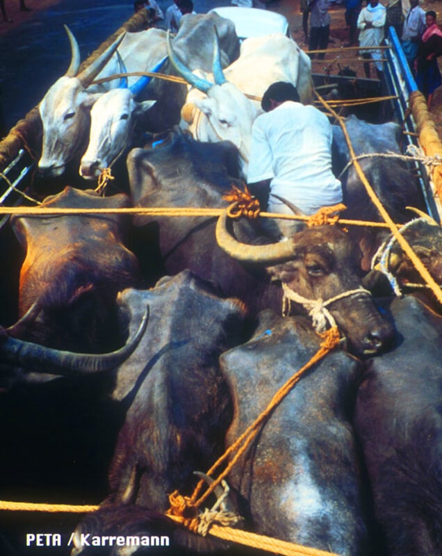 Indian Leather Cows on Truck