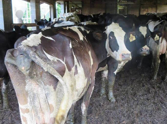 Cows at North Carolina Dairy Farm