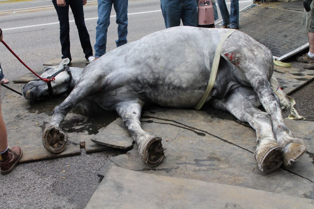 Jerry, "Carriage" Horse in Salt Lake City, Collapsed in Street