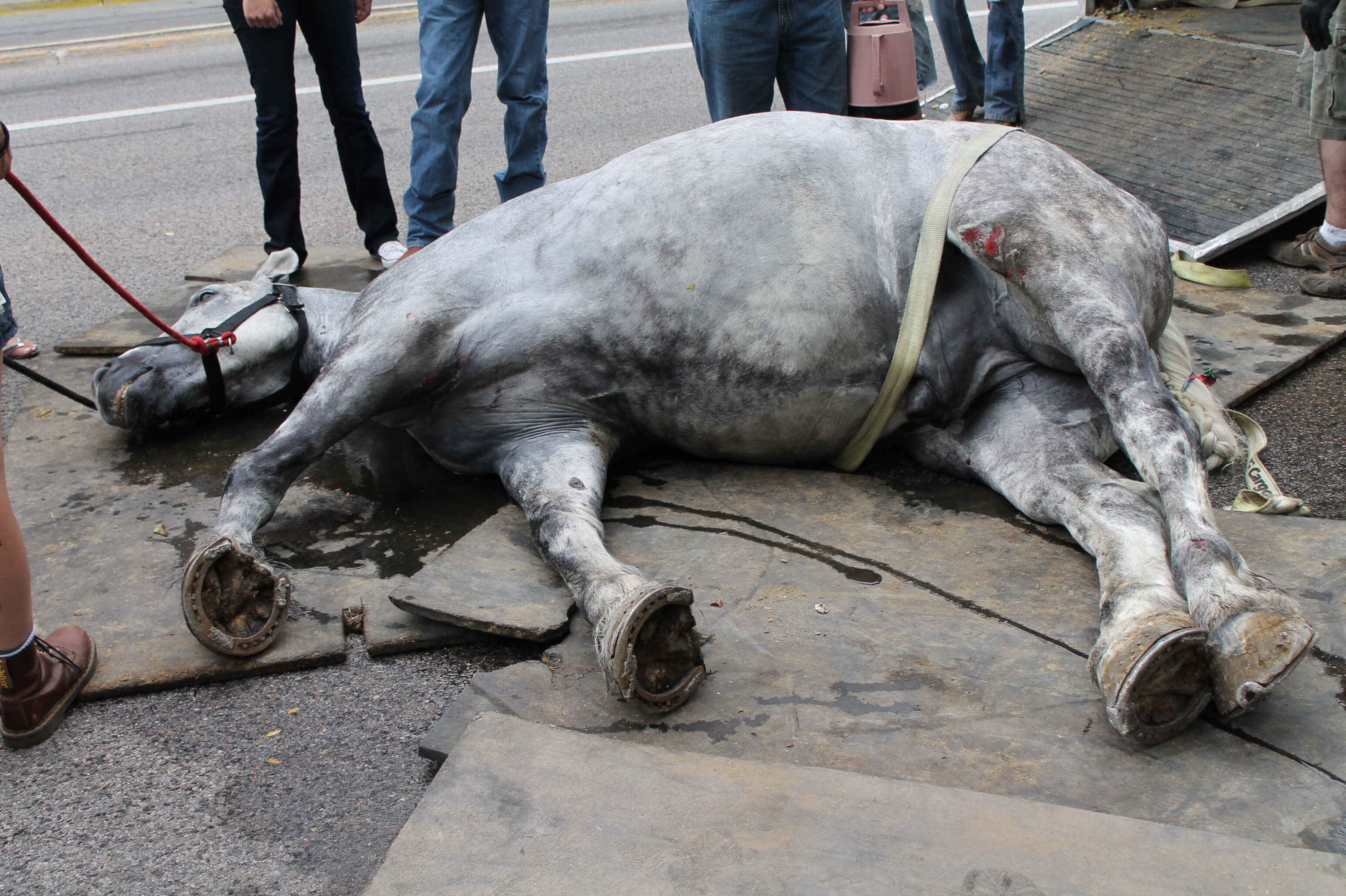horse named Jerry who collapsed on the pavement after pulling a carriage down State Street in Salt Lake City