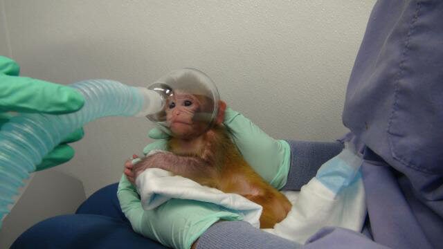 baby monkey held by experimenter. Another experimenter holds a plastic cup attacked to a tube over the monkey's face