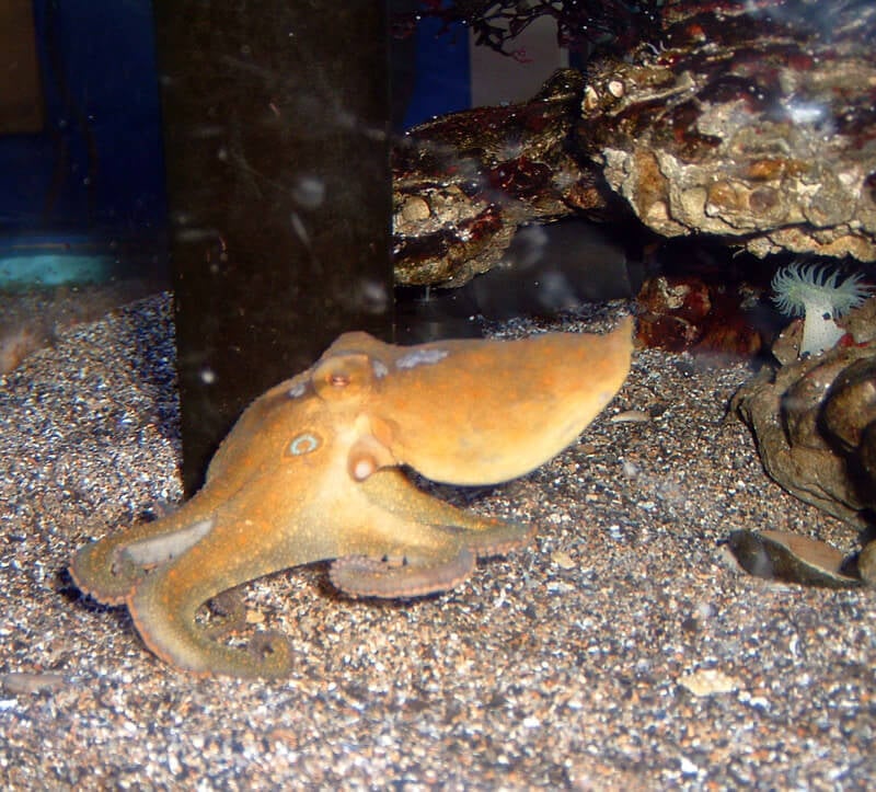 California Two Spot Octopus