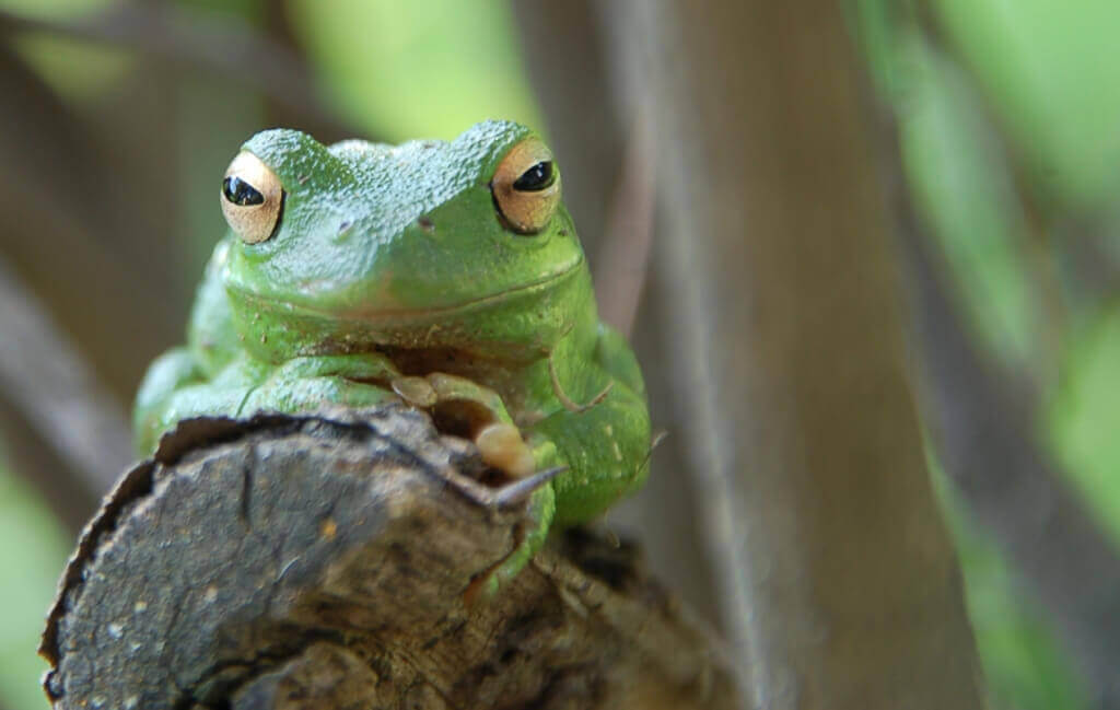 Cute Green Frog
