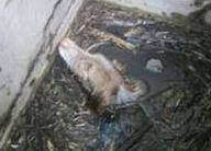 Drowning Dog Rescued by Animal Rahat