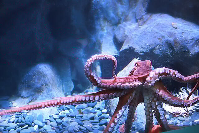Giant Pacific Octopus