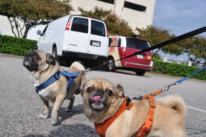 Two Pugs at Oktoberfest Spay/Neuter Event