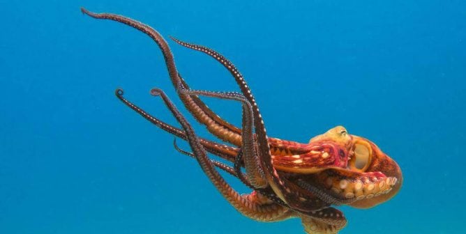 reddish orange octopus swims through blue ocean water