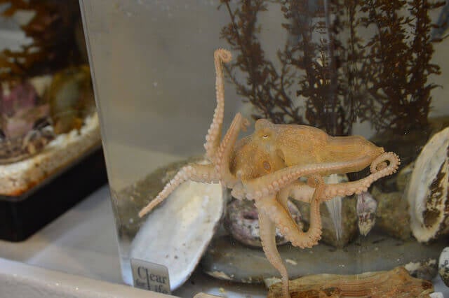 Octopus in Tank