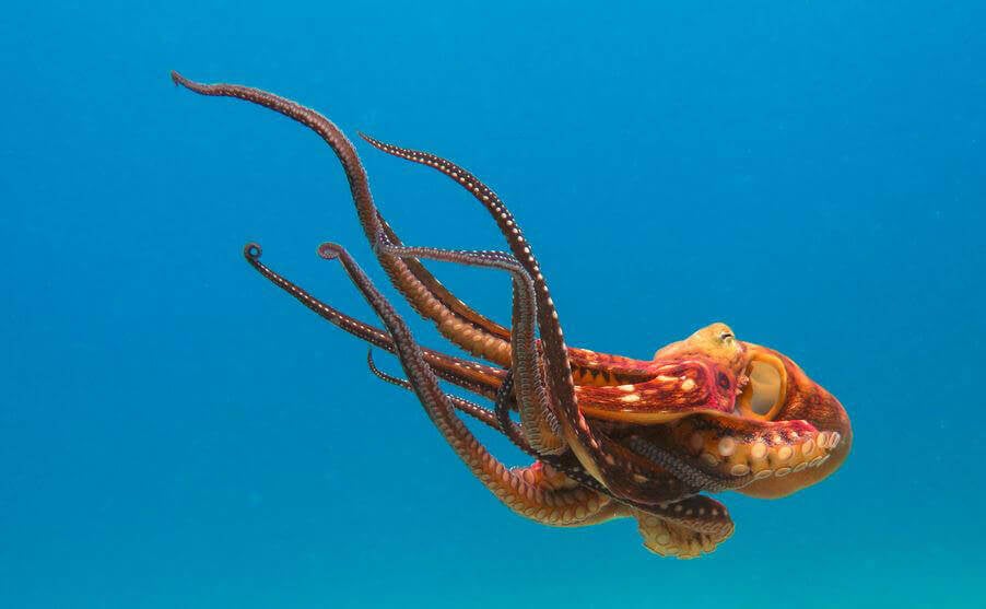 Red Wings fan throws dead octopus on the Bruins' ice while their