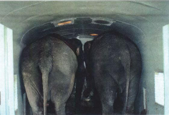 RBBB Elephants Jammed Into Boxcar