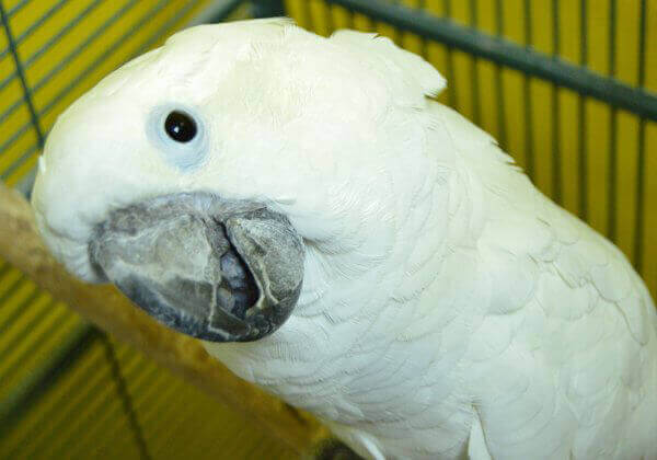 Sinclair - Cockatoo 2014-10-10 012__1413210858_216.40.135.248