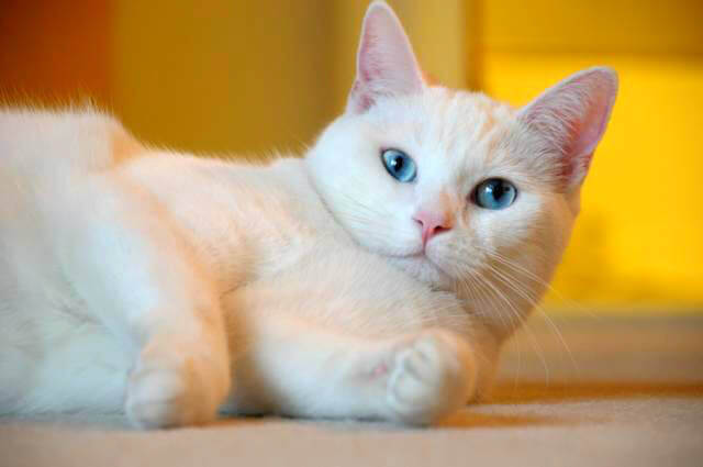 White Cat Blue eyes
