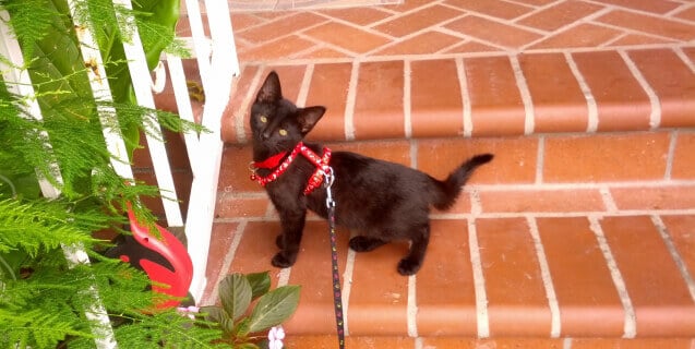 Black Cat on Leash