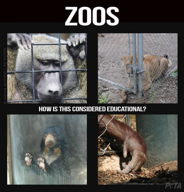 Zoos-How-Is-This-Educational-v2-PETA