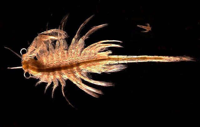 Artemia Monica