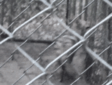 Coyote Pacing in a Zoo