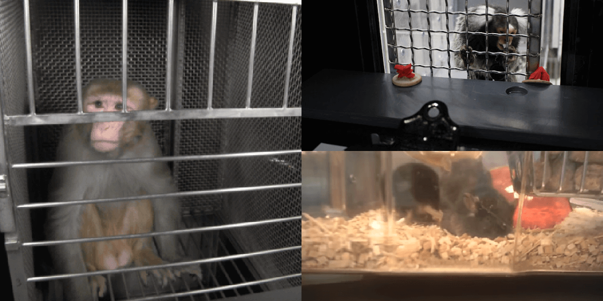 5 Experiments on Animals Occurring NOW | PETA