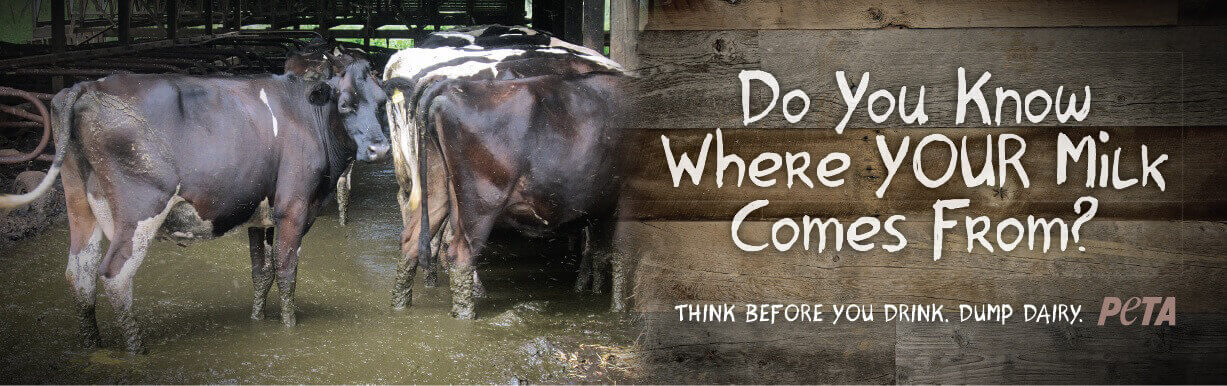 PETA ad with cows mired in manure that reads "Do you know where your milk comes from? Think before you drink. Dump dairy."