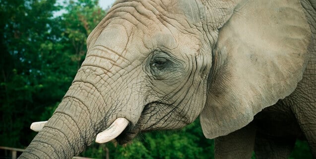 Zoo Slapped With 12 500 Fine After Elephant Attacks And Injures Zookeeper Peta
