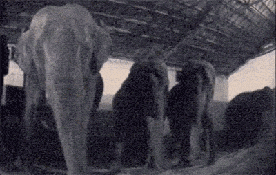Elephants Swaying in the Circus