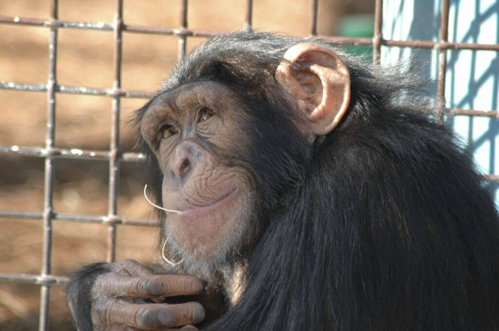 Chimpanzee in cage