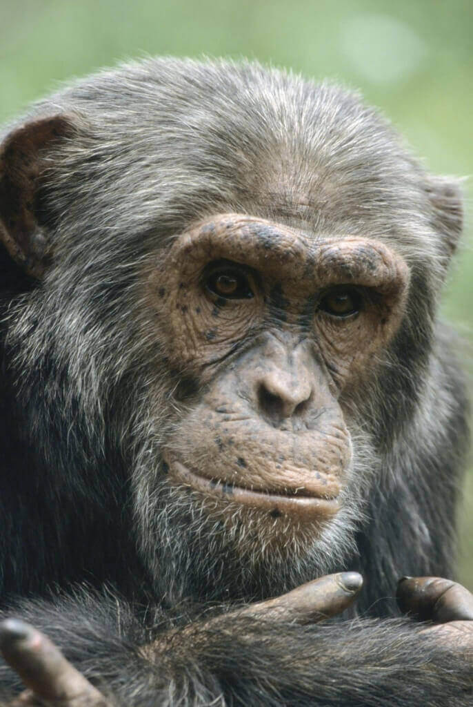 Older Chimpanzee