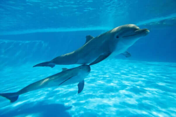 Captive dolphins