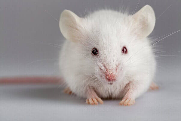 White Mouse