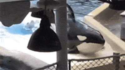Orca Thrashing at SeaWorld