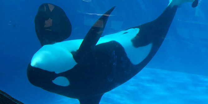 Urge SeaWorld to Send Dolphins and Whales to Seaside Sanctuaries!
