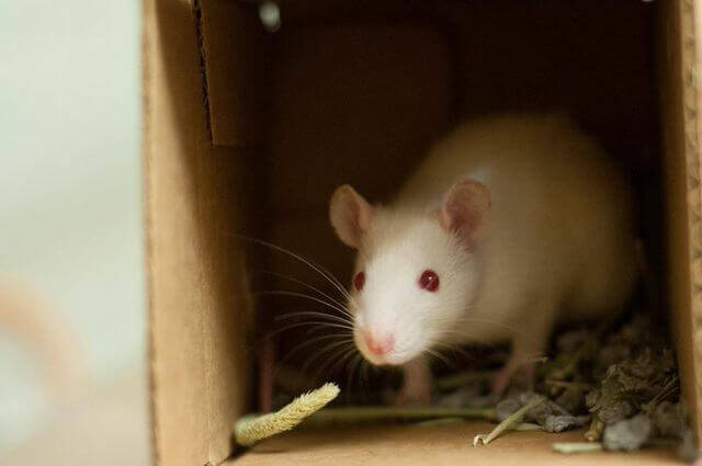 Rat for Adoption