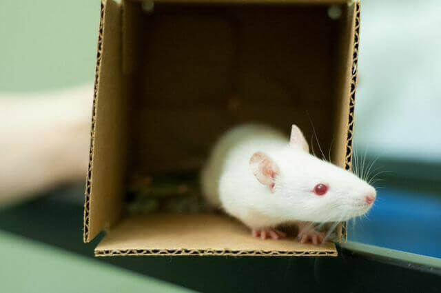Rat for Adoption