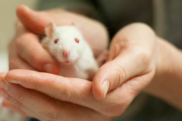 Rat for Adoption