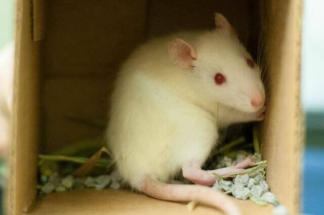 Rat for Adoption