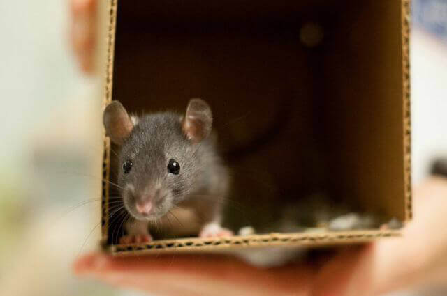 Rat for Adoption