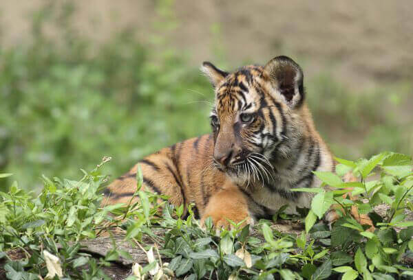 Tiger Cub