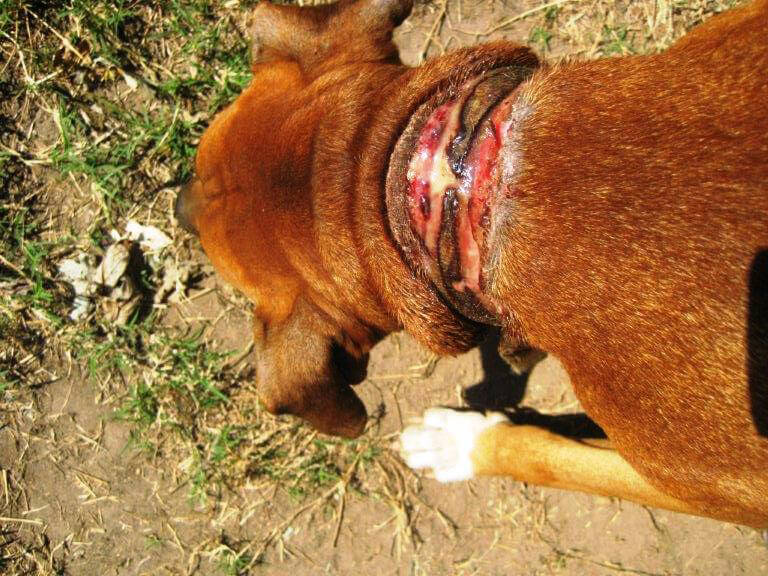 Severe Neck Wound on Chained Dog Weezy