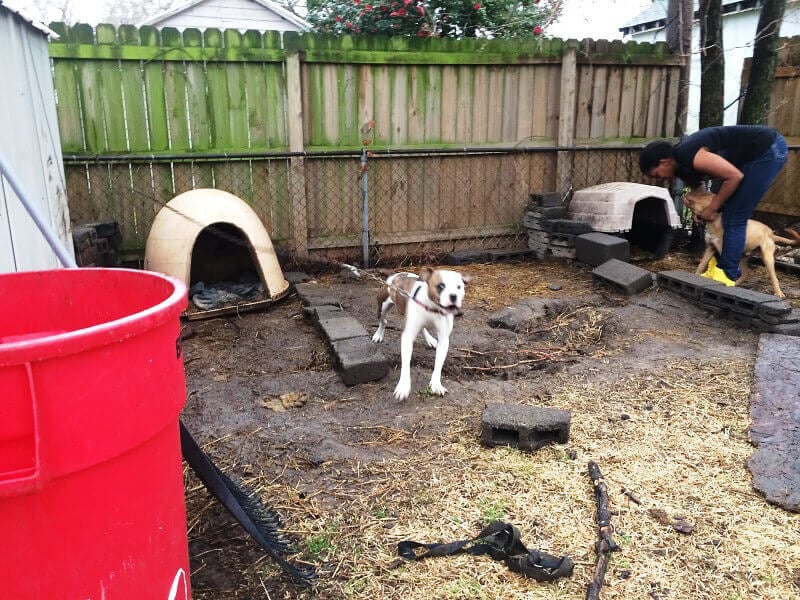 Chained Dog Chaos