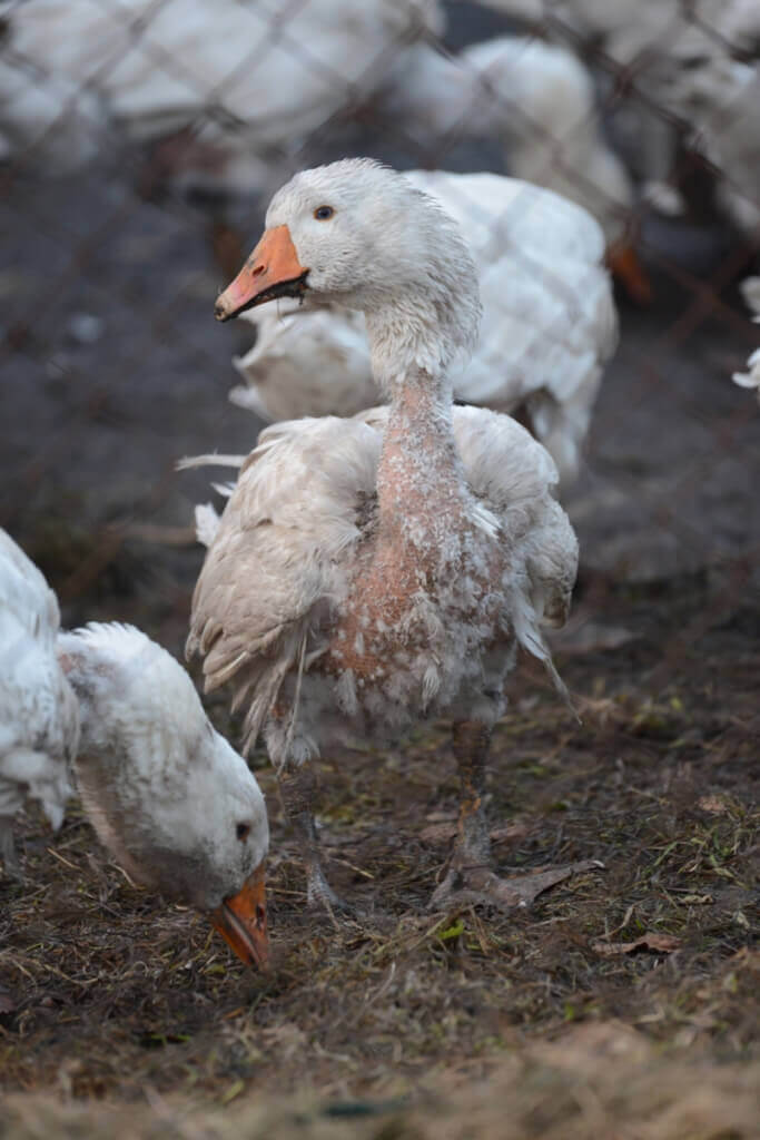 Sad Goose in Mud at Down Farm
