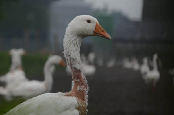 Goose With Red, Raw Neck after Live-Plucking for Down Feathers