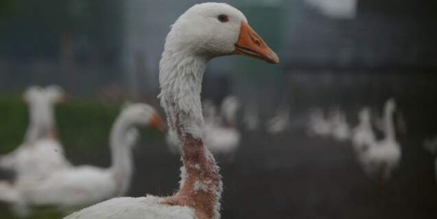 Goose With Red, Raw Neck after Live-Plucking for Down Feathers