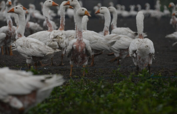 Sad Plucked Geese with Raw Skin for Down